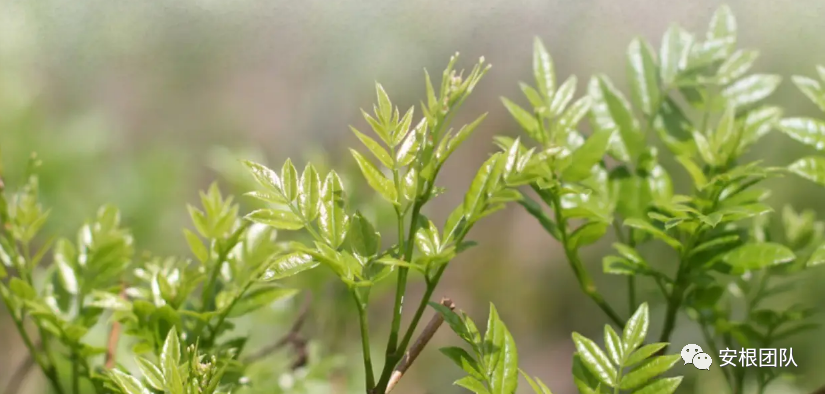 藤茶的化学成分研究现状