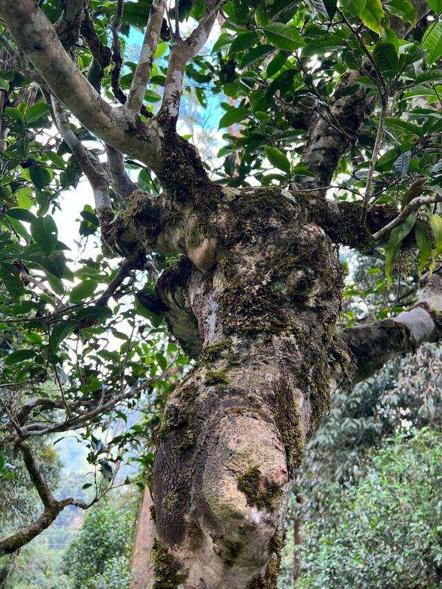 什么样的普洱茶适合储存？注意这几点，求你别再交“智商税”了