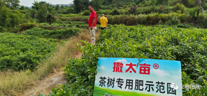 藤茶的开发利用现状