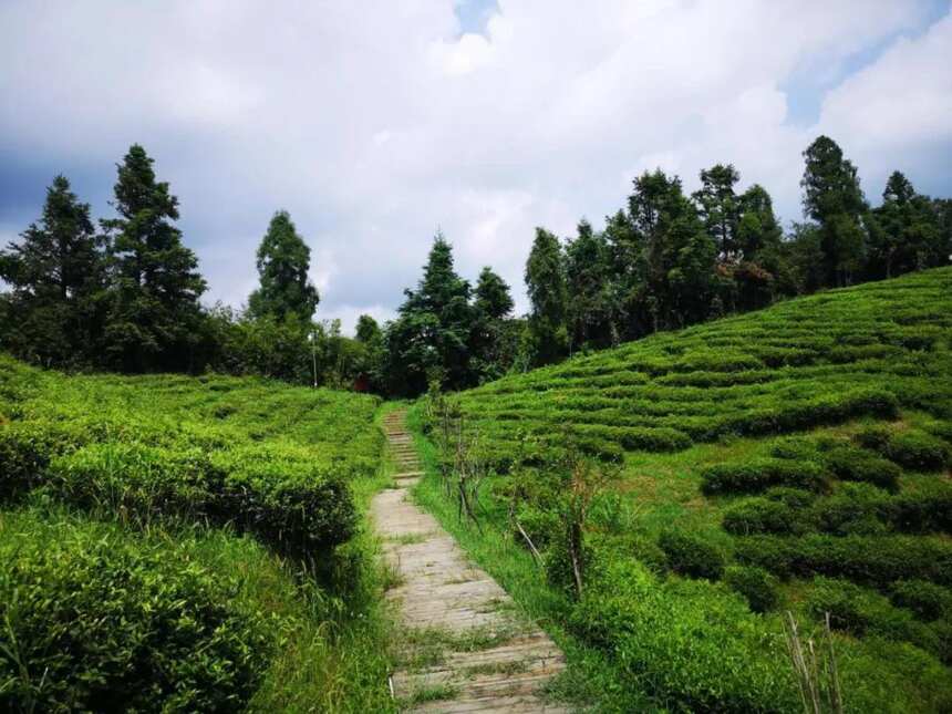 2021年国家文件发布茶业发展新信号，国茶振兴步入新阶段