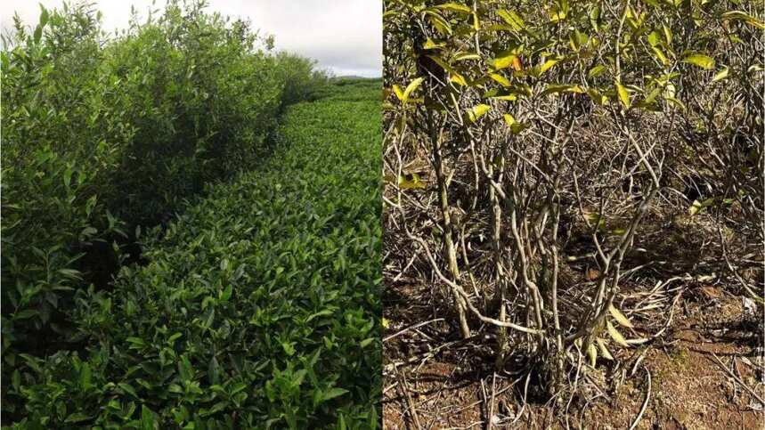 荒野白茶，野不野？