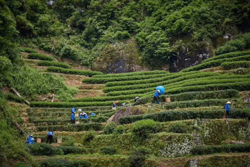 金交椅茶业｜金交椅肉桂，历经岁月沉淀，汲山涧灵气