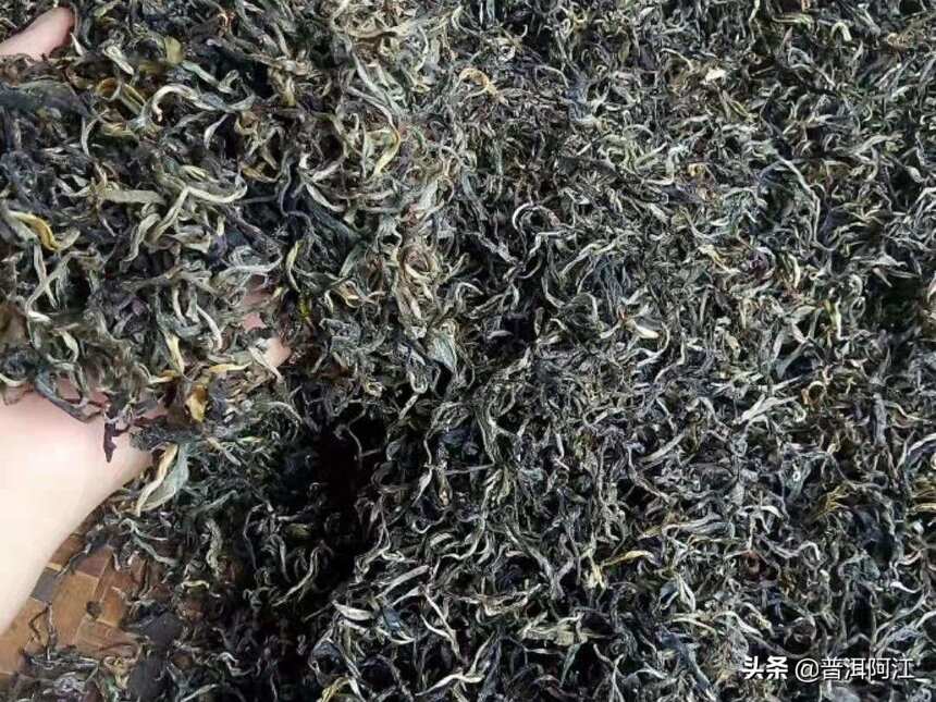 怎样挑选好的普洱生茶？学会看毛茶来识别“茶菁”品质