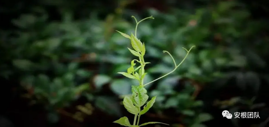 藤茶的开发利用现状