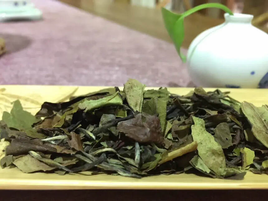 张天福：对福鼎白茶的调查研究