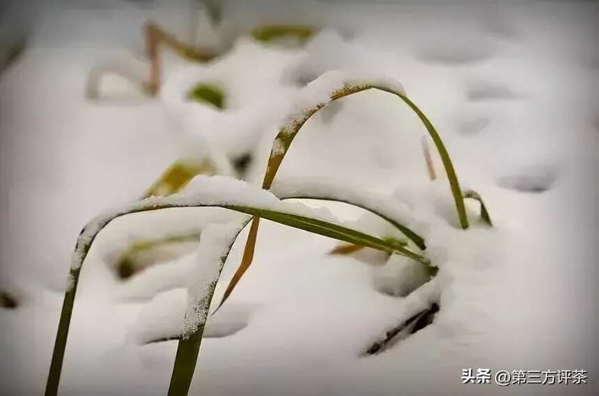 大雪：围炉煮茶，以御寒冬