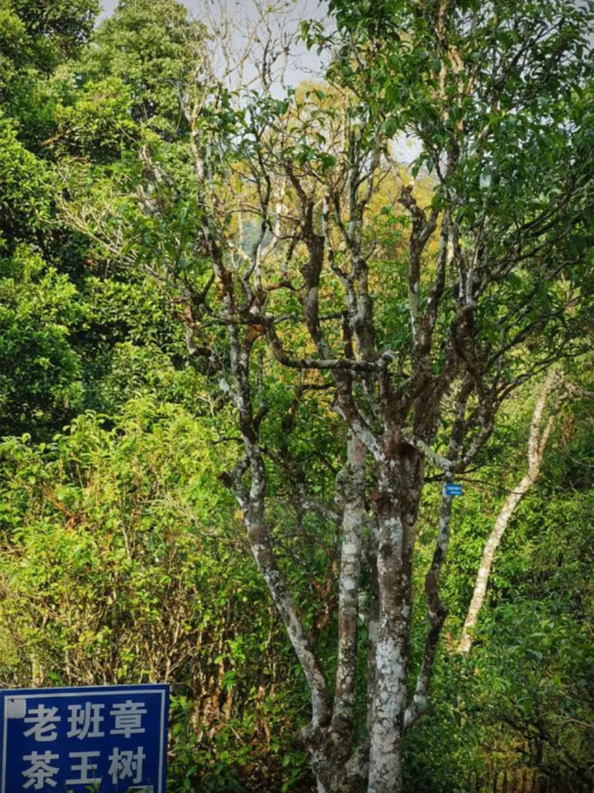 你其实压根就没喝懂茶！100元以下的普洱茶，请别问山头和树龄