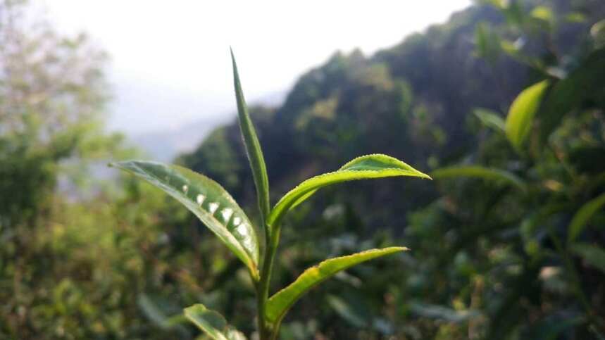 易武·落水洞，普洱生态古茶第一村，没喝过他就别说你懂易武