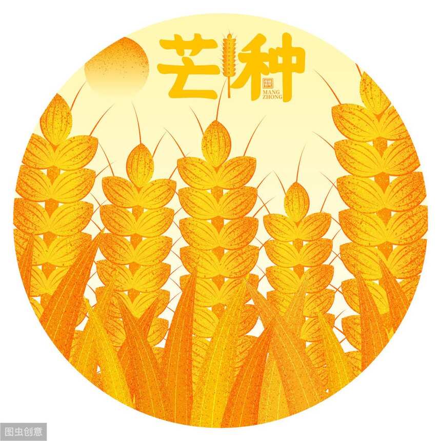 芒种丨麦黄初夏至，有机白茶养生时