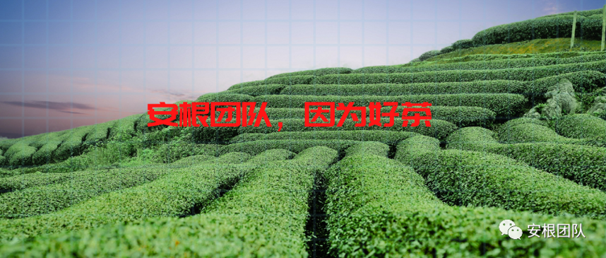 藤茶专利竞争分析