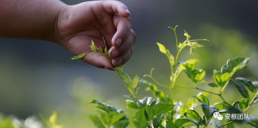 藤茶的化学成分研究现状