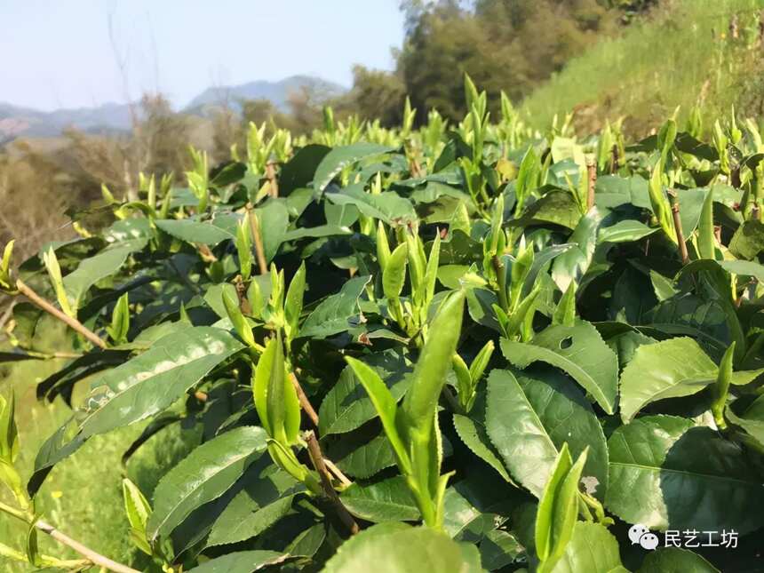 白茶越陈越香，不一定是浓度的提升，更是丰富度的增加