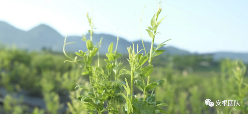 藤茶的化学成分研究现状