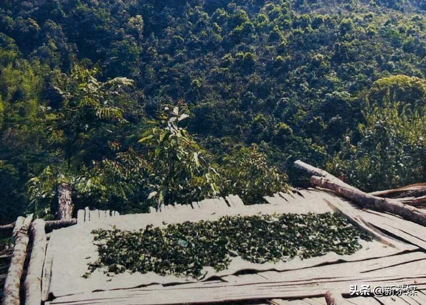 普洱茶的传统工艺是台湾茶人恢复的吗？您被忽悠了