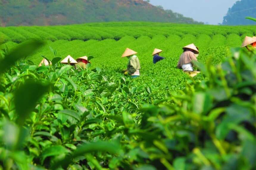 白茶，在时光中沉淀，让岁月浸染茶香