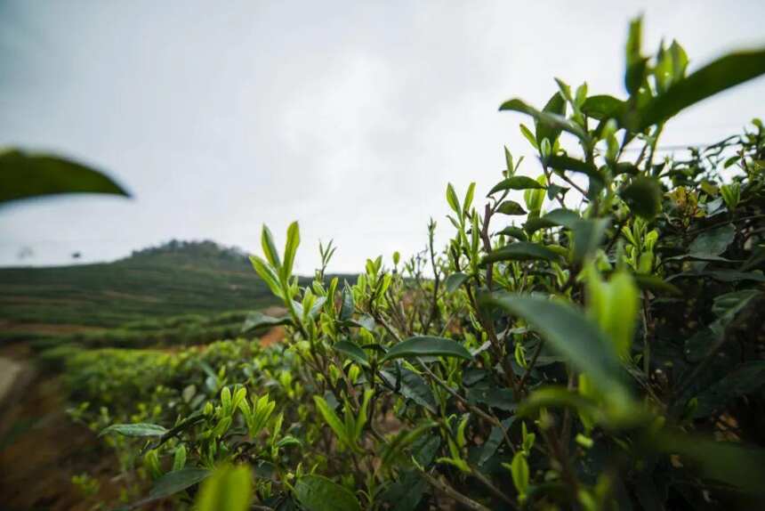 国际茶日&小满丨双节同庆 共饮有机茶