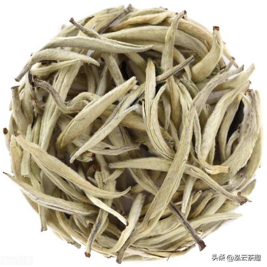 现代白茶的始祖-银针白毫