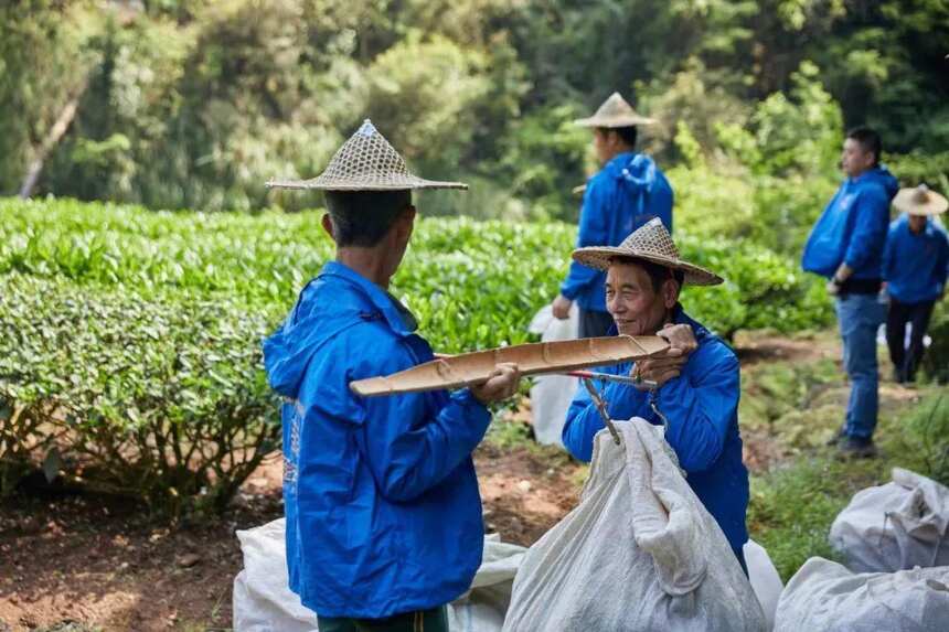 金交椅茶业｜金交椅肉桂，历经岁月沉淀，汲山涧灵气