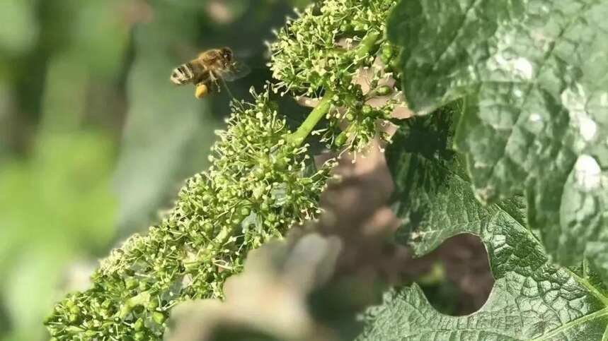 荒野白茶，野不野？