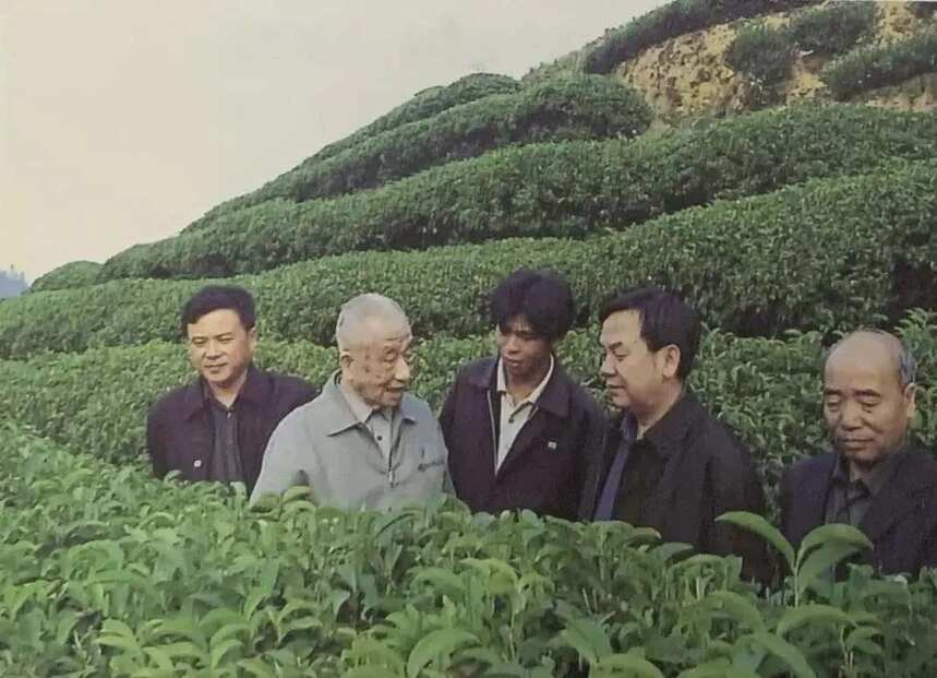 张天福：实业救国，要从发展农业下手