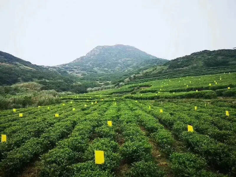 张天福：如何买到真正有机茶？