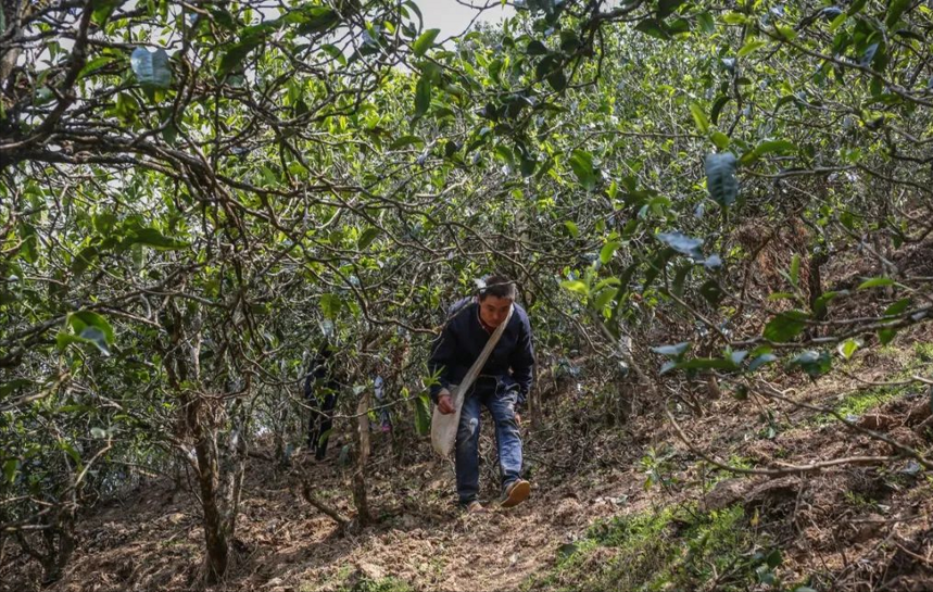 风格相近，但各有不同？所谓的冰岛五环都是哪些山头茶？