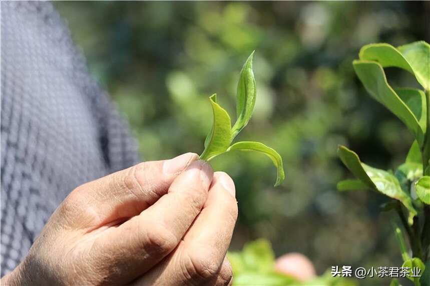 什么样的茶才适合自己喝