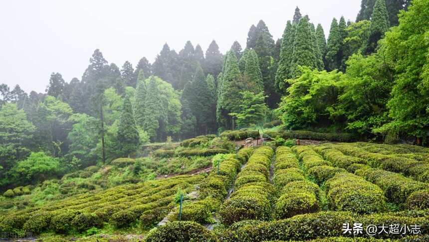 庐山茶叶有哪些品种