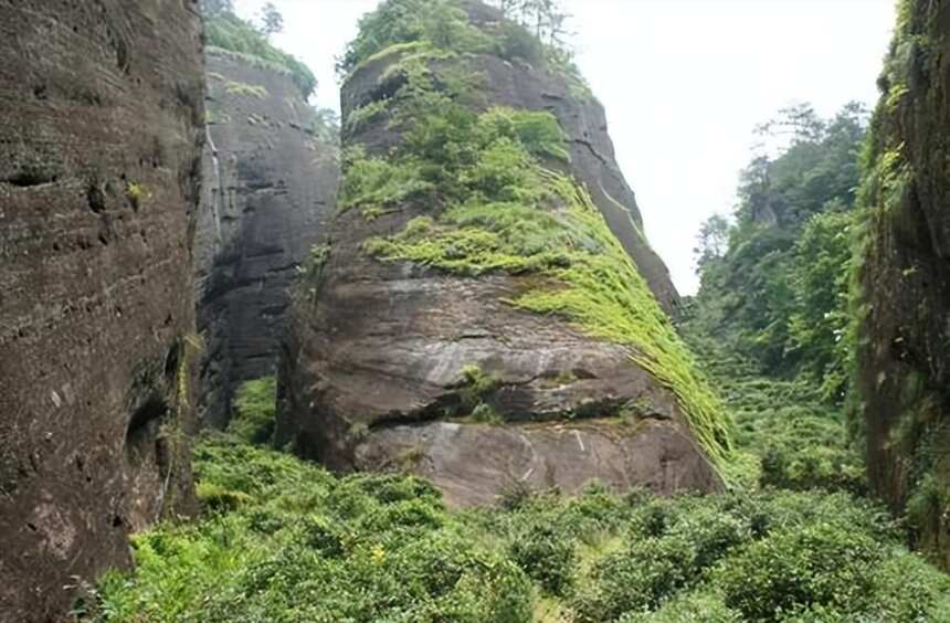 武夷岩茶生长的自然环境特点