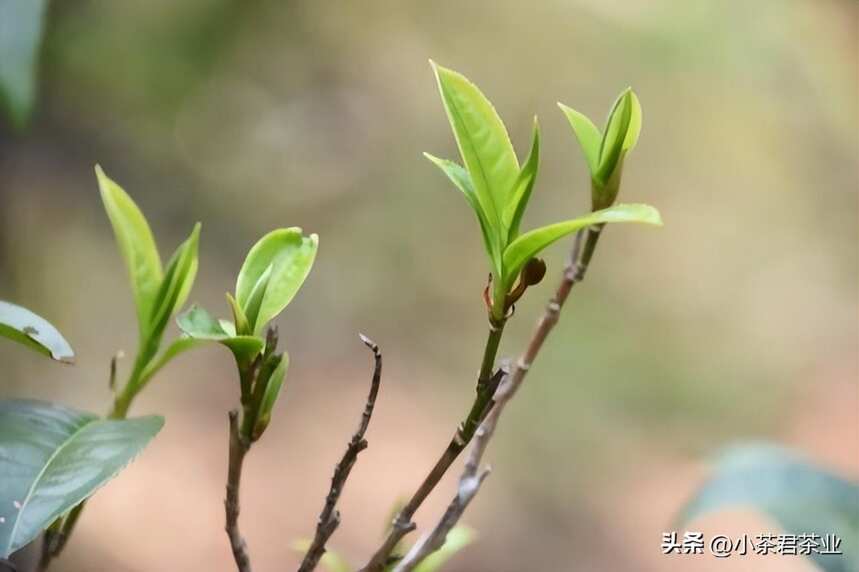 不同季节的茶有什么特点