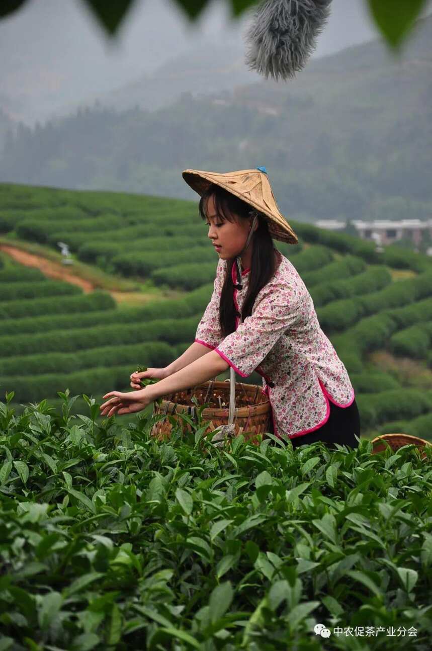 非凡十年丨福建永福：来自“大陆阿里山”的台式乌龙茶