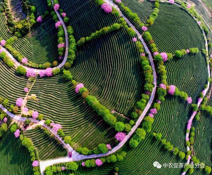 非凡十年丨福建永福：来自“大陆阿里山”的台式乌龙茶