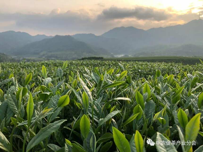 非凡十年丨福建永福：来自“大陆阿里山”的台式乌龙茶