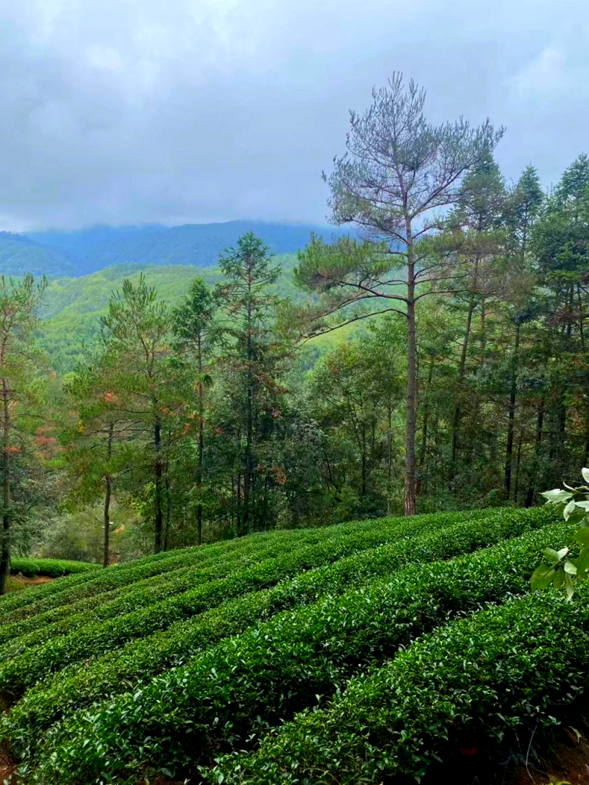 茶农专访丨茶界的“老司机”，靠一颗“犟”心做茶！