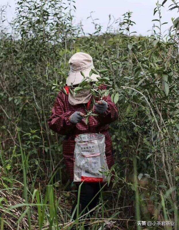 一斤好茶一般需要多少颗茶芽