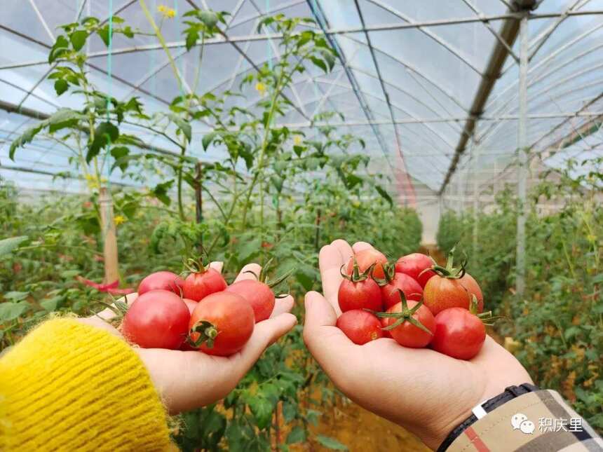 ​采蘑菇、摘小番茄、围炉煮茶……周末约起来！