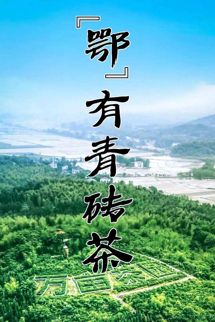 这，就是青砖茶，今年已岁