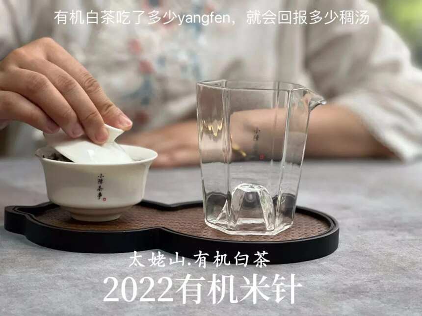 冲泡白毫银针，“快出水”和“闷泡”哪个更好？我来告诉你真相