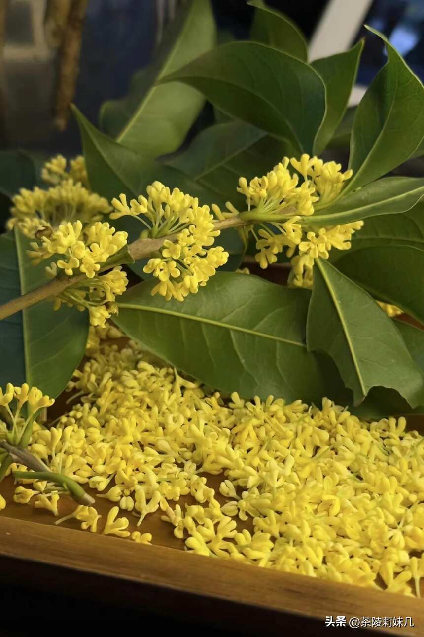 怎样把桂花做成桂花茶，桂花茶怎么制作最简单做法