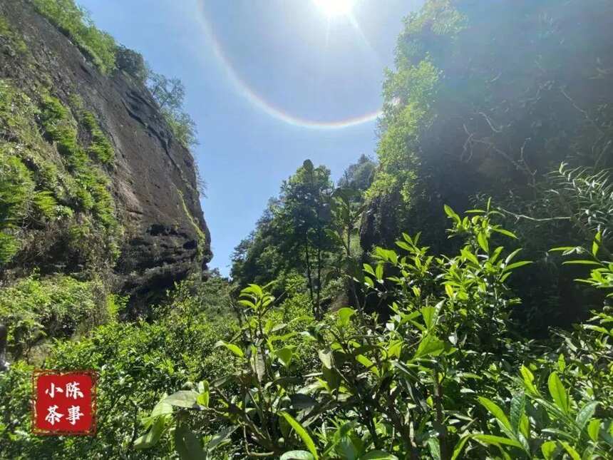 普通茶客可以在家尝试拼配岩茶吗？两款岩茶混着喝，味道如何？