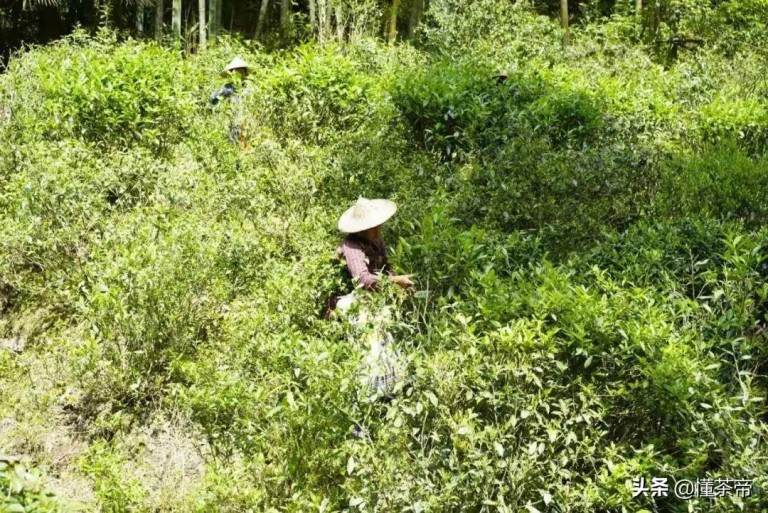 八马正山小种红茶功效怎么样，正山小种和金骏眉有什么不同？