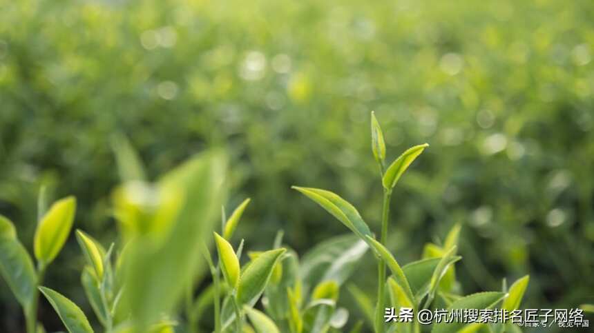 茶叶十大品牌排行榜前10名，中国十大名茶最新排名