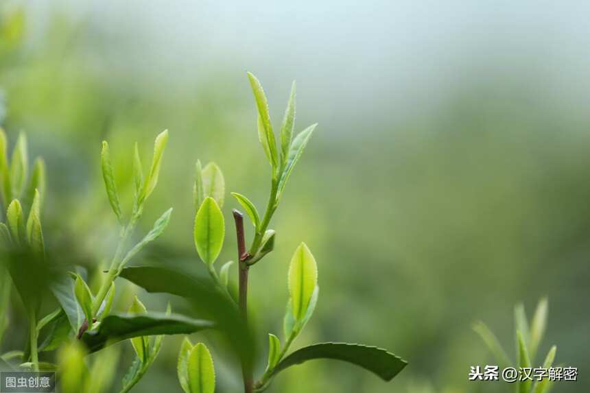 西湖龙井茶的功效特点，喝西湖龙井茶有什么好处作用