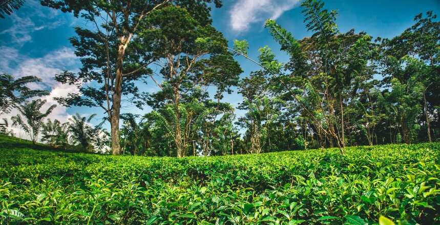 中国有几个省发现野生大茶树，北方野生大茶树品种