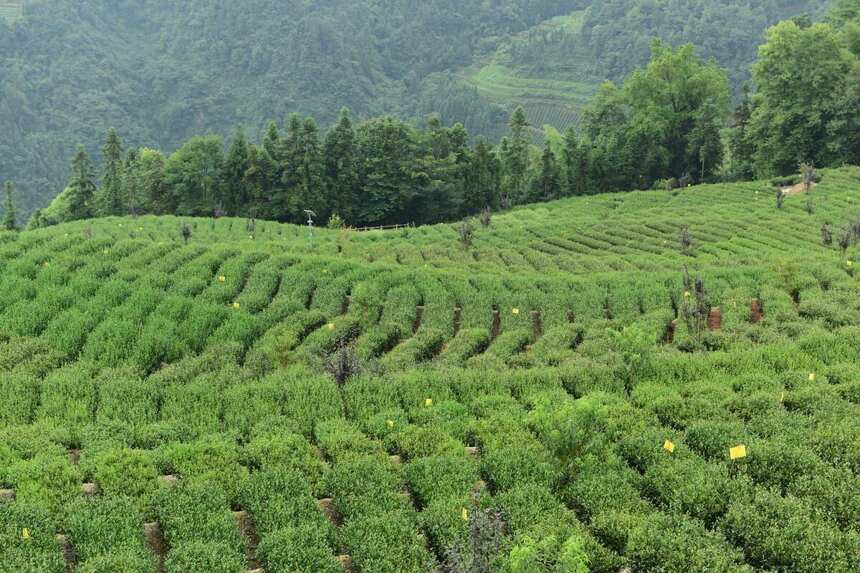 中国有几个省发现野生大茶树，北方野生大茶树品种