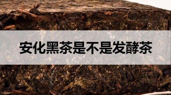 安化黑茶是不是发酵茶？