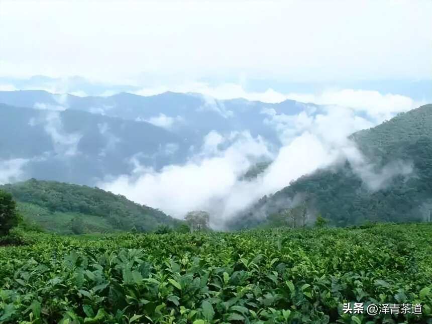 茶之密码：解析茶叶中的健康有益成分