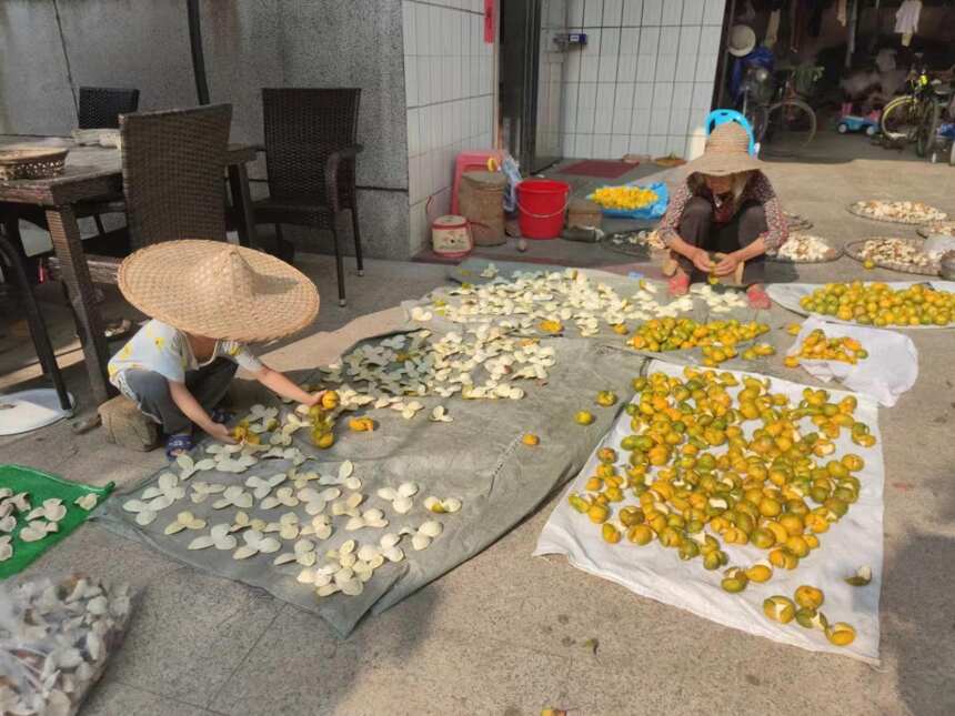 原来，这才是新会的“靓陈皮”