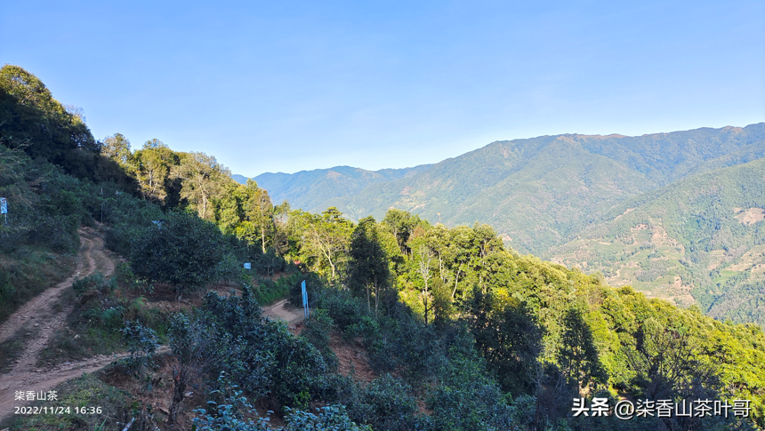 普洱名山：冰岛五寨之一的地界，真实茶山原来是这样的