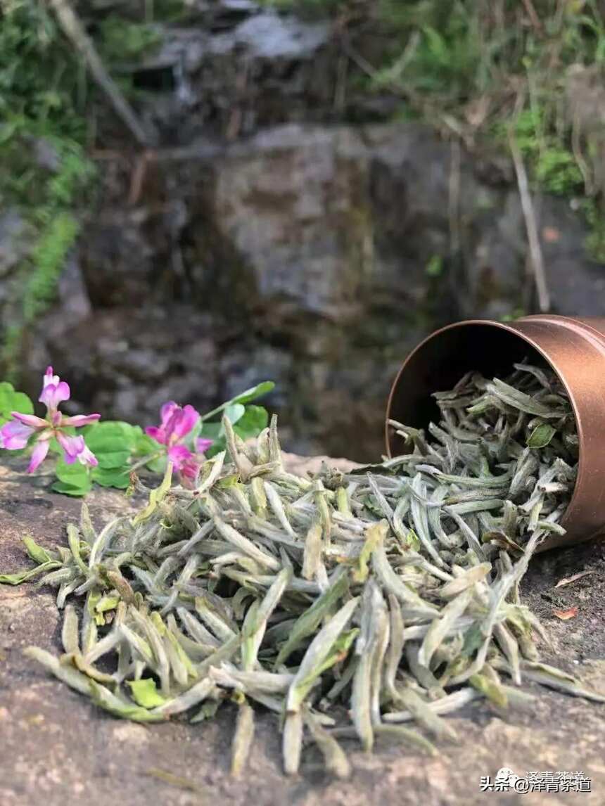 茶再爱再好，请一定要换着喝